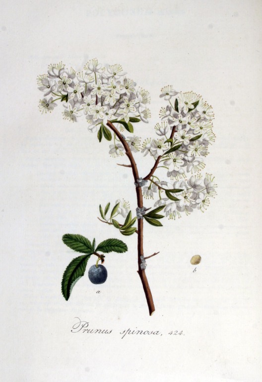 Schlehen Früchte bio